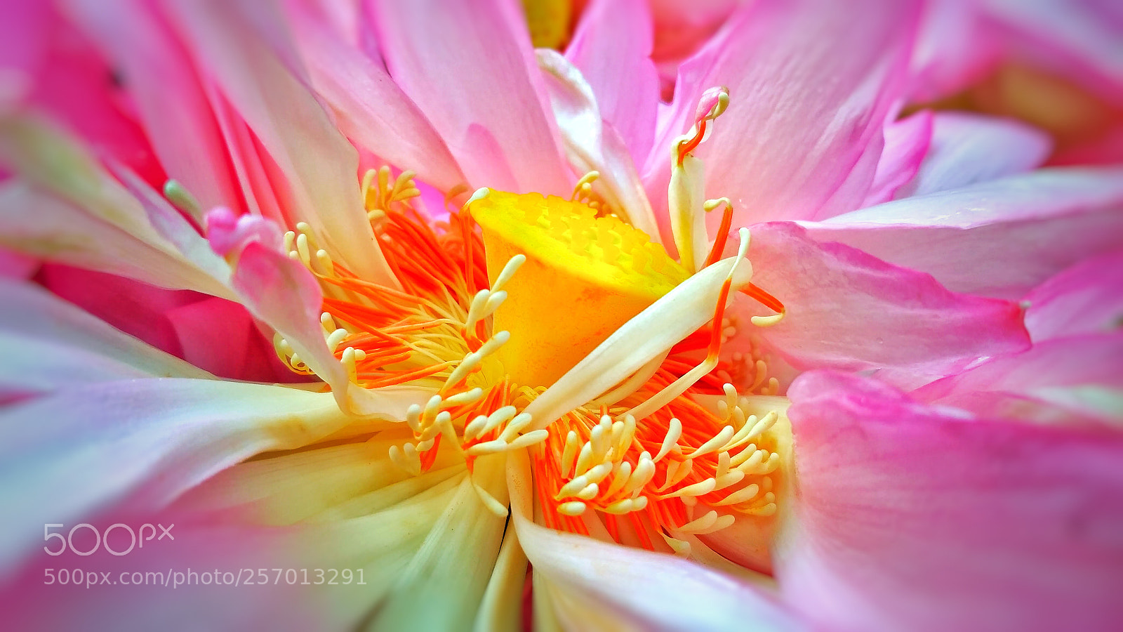 Xiaomi Redmi 3S sample photo. Img_20170825_153255-01.jpeg photography