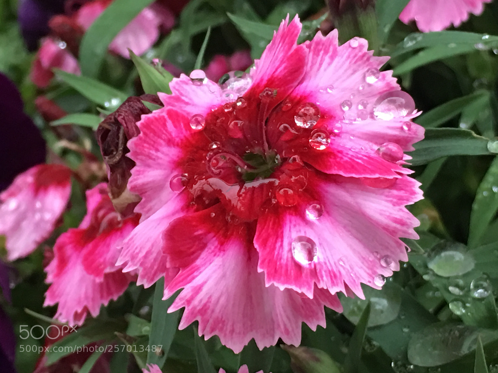 Apple iPhone 6s Plus sample photo. Spring2018 flowers photography