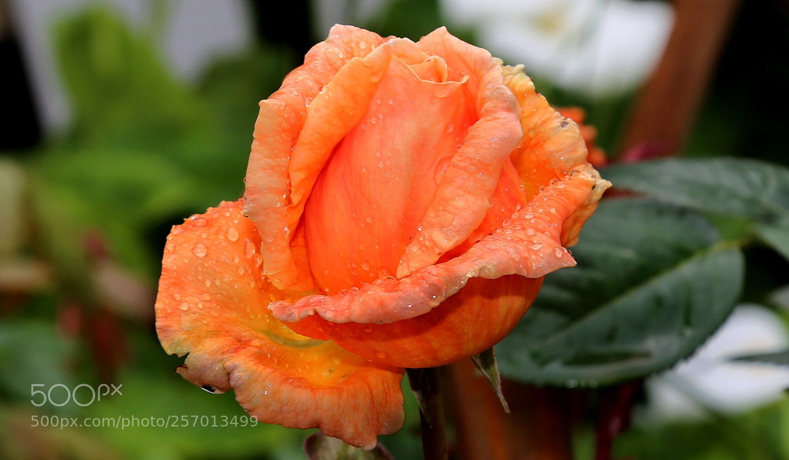 Canon EOS 6D sample photo. Orange rose photography