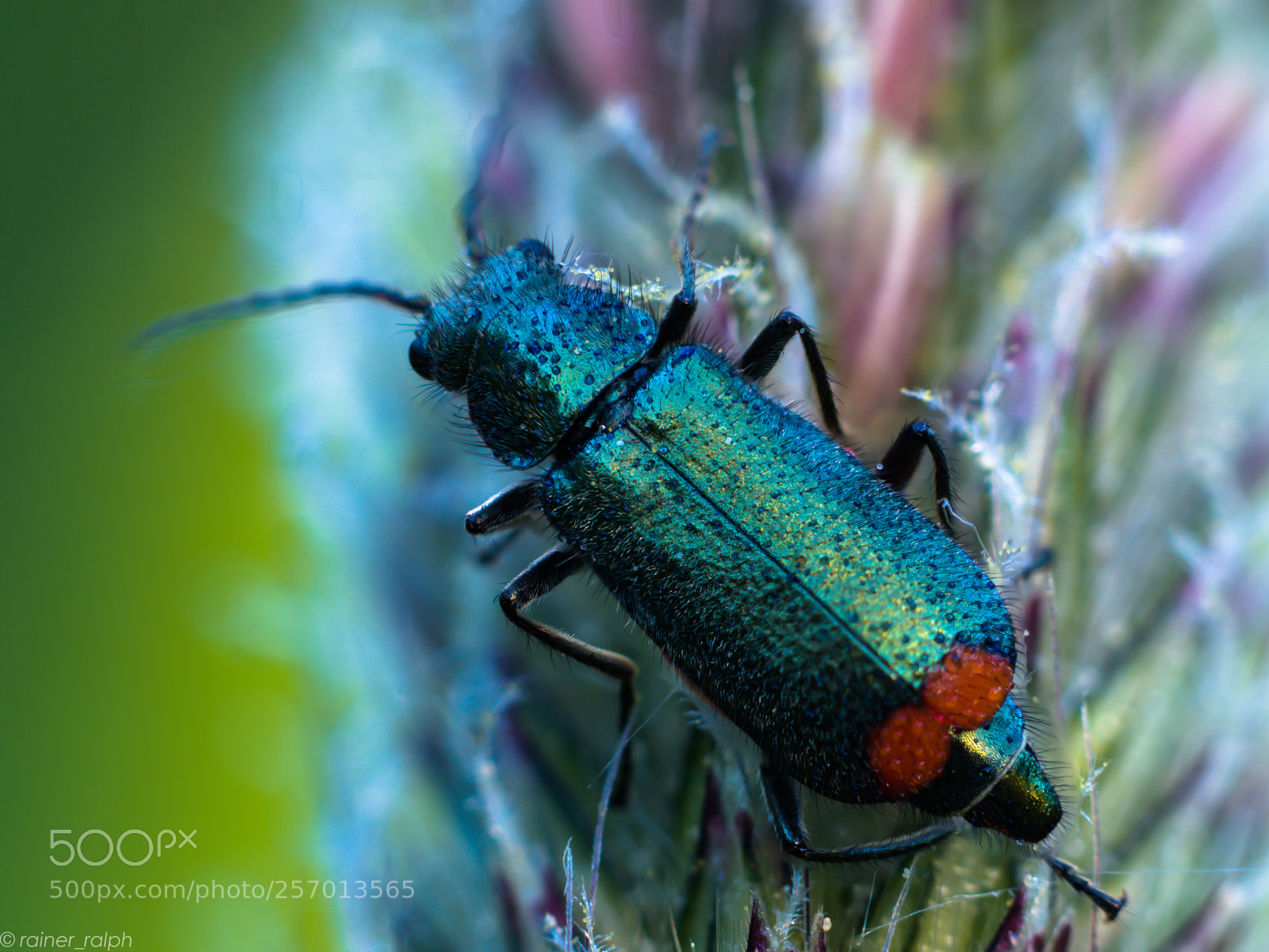 Olympus OM-D E-M1 Mark II sample photo. Karl the beetle photography