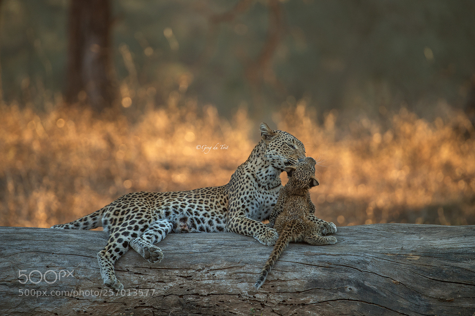 Nikon D5 sample photo. Leopard bath time 1,2,3,4 photography