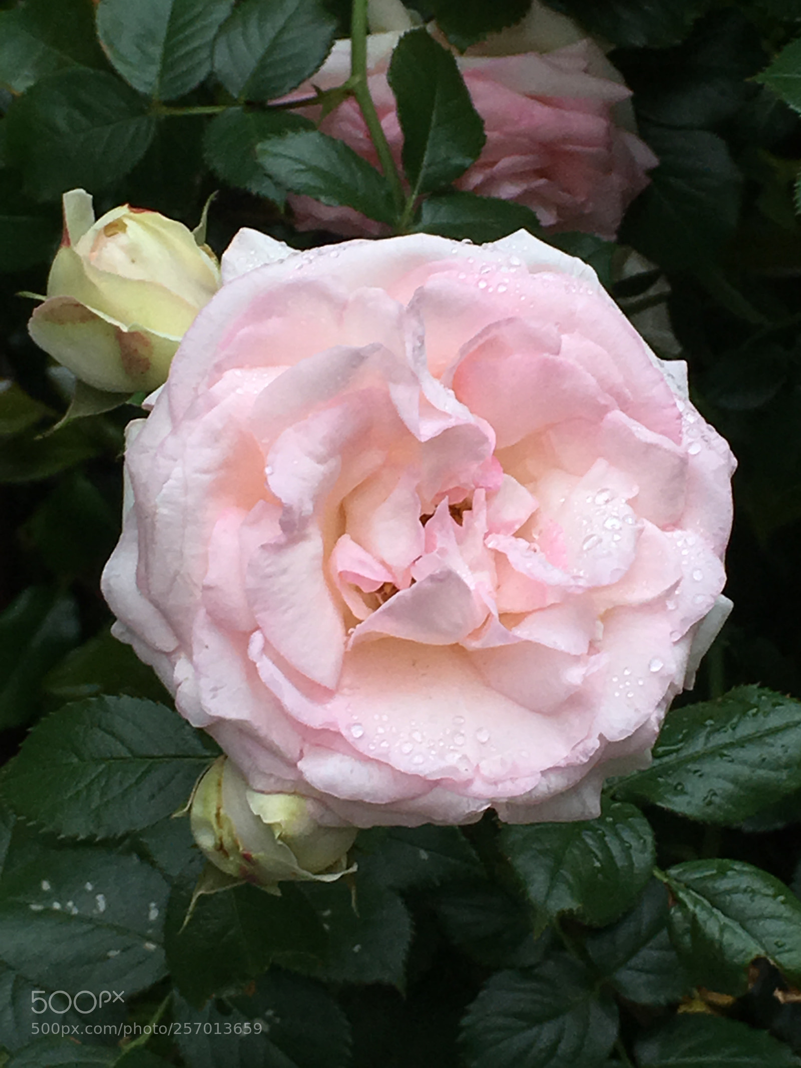 Apple iPhone 6s Plus sample photo. Spring2018 flowers photography