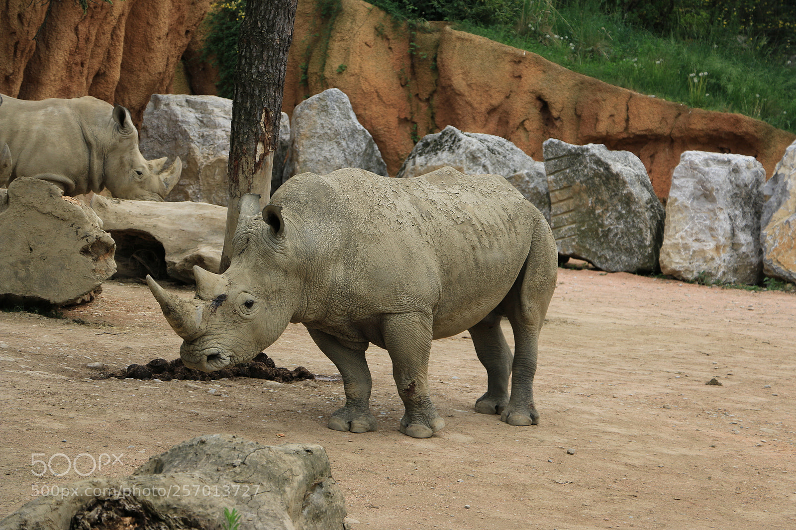Canon EOS 70D sample photo. Rinoceronte bianco - ceratotherium photography