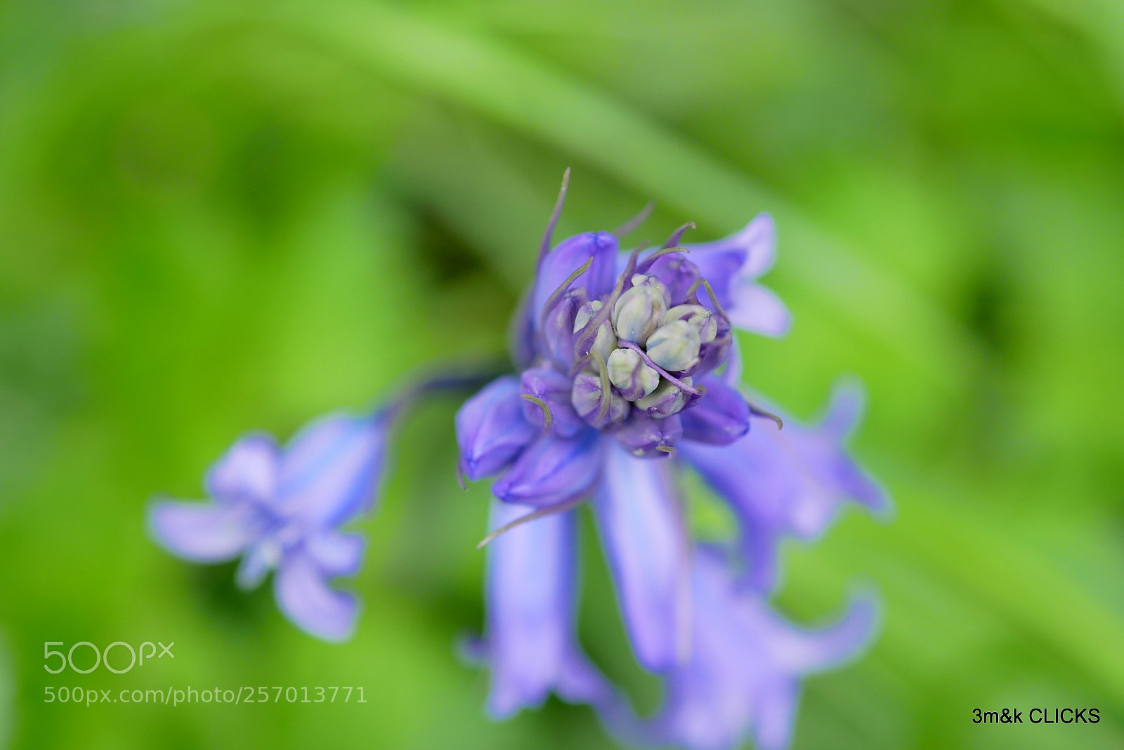 Panasonic Lumix DMC-G85 (Lumix DMC-G80) sample photo. Flower.. photography