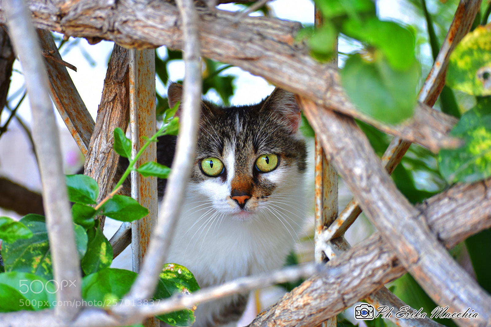 Nikon D3400 sample photo. Cat eyes photography