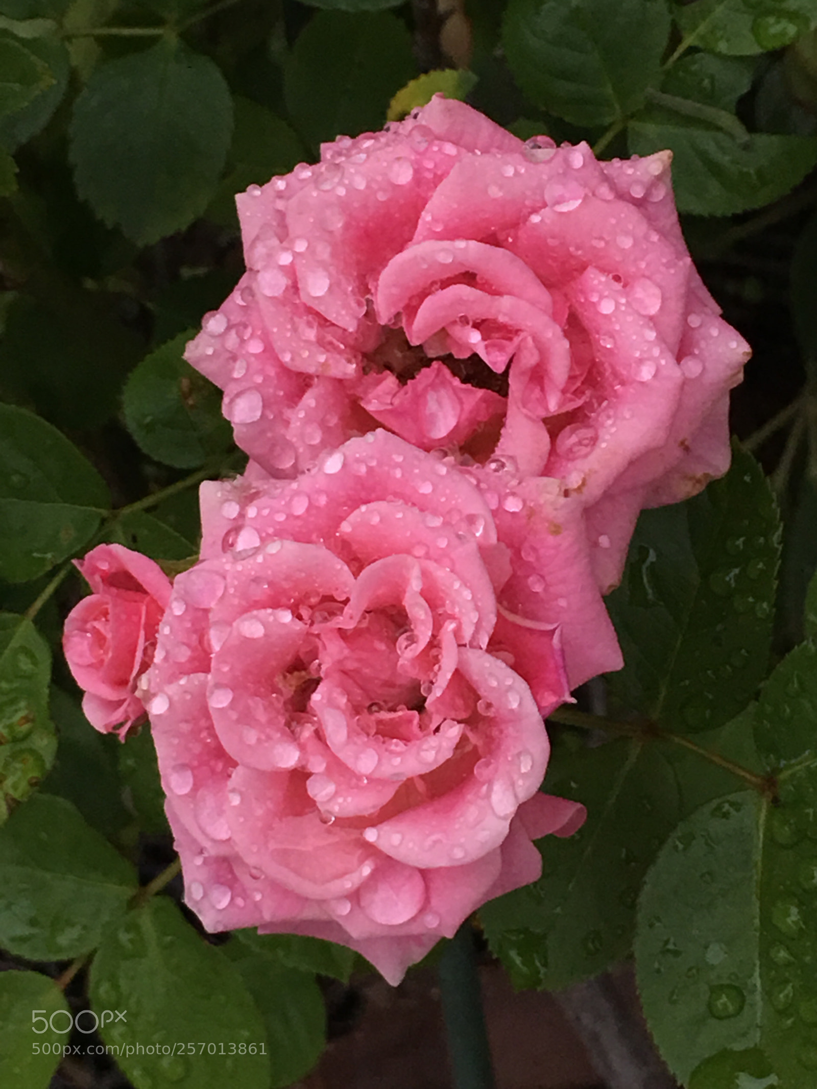 Apple iPhone 6s Plus sample photo. Spring2018 flowers photography