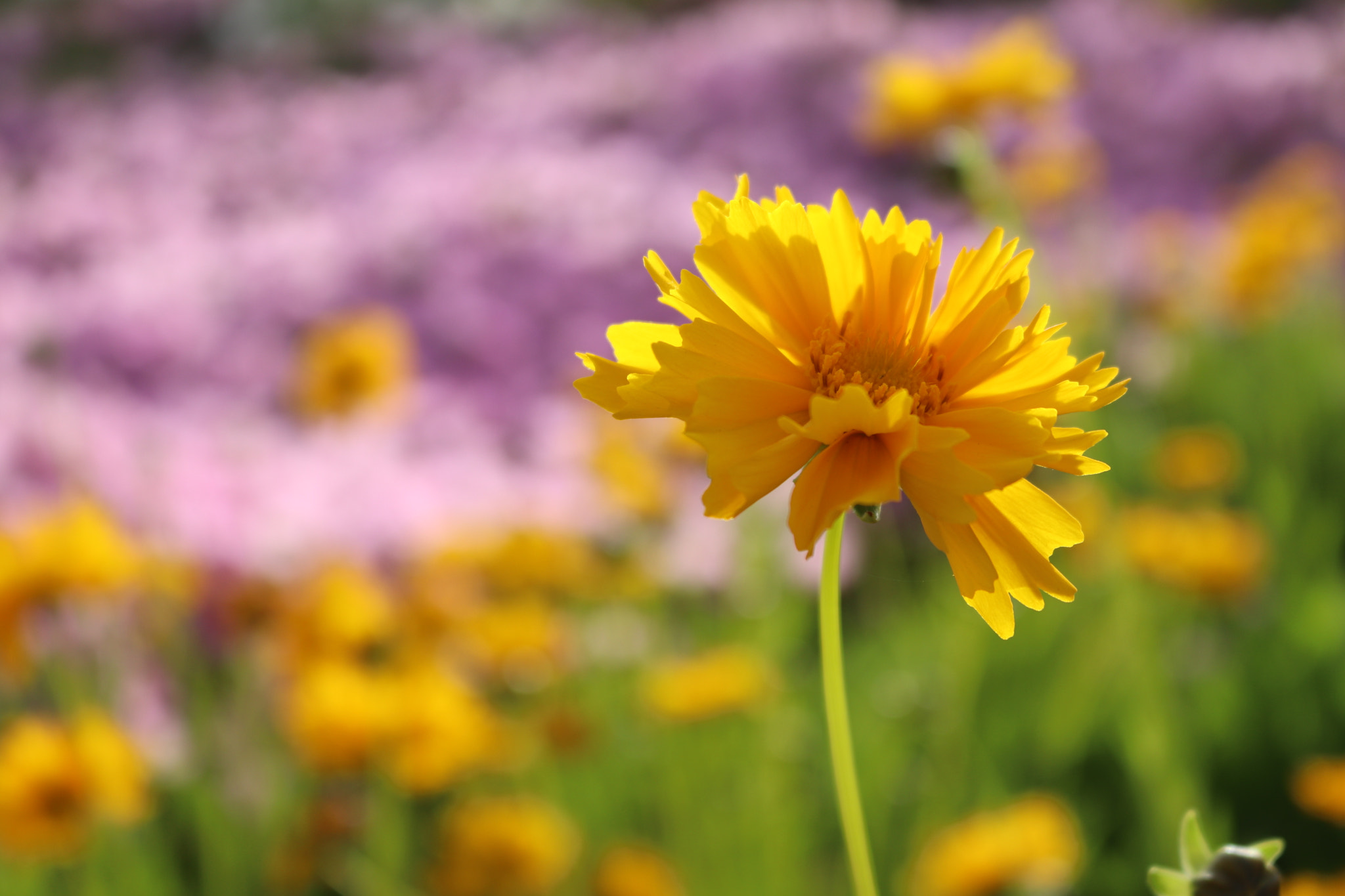 Canon EOS 800D (EOS Rebel T7i / EOS Kiss X9i) sample photo. The flower photography