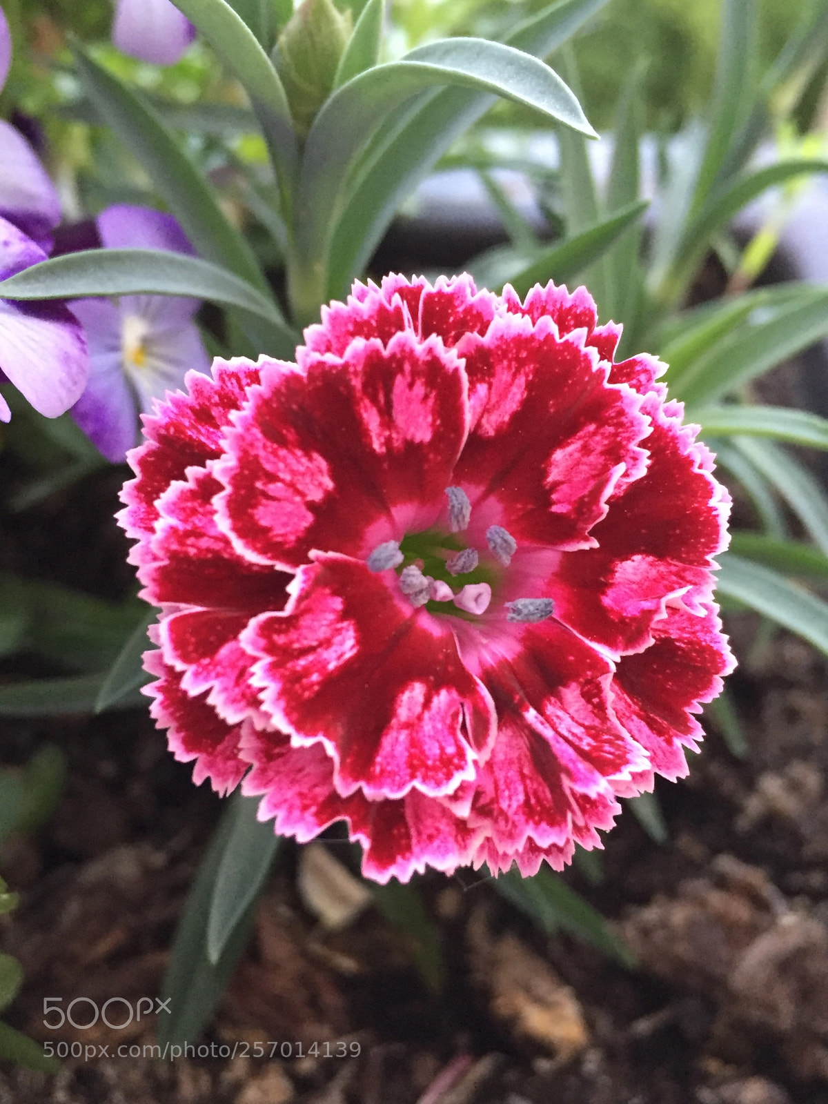 Apple iPhone 6 sample photo. Untitled photography