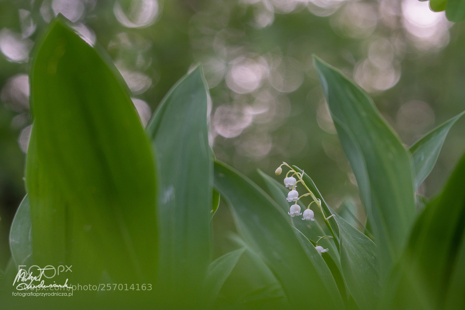 Sony a6500 sample photo. Among leaves photography