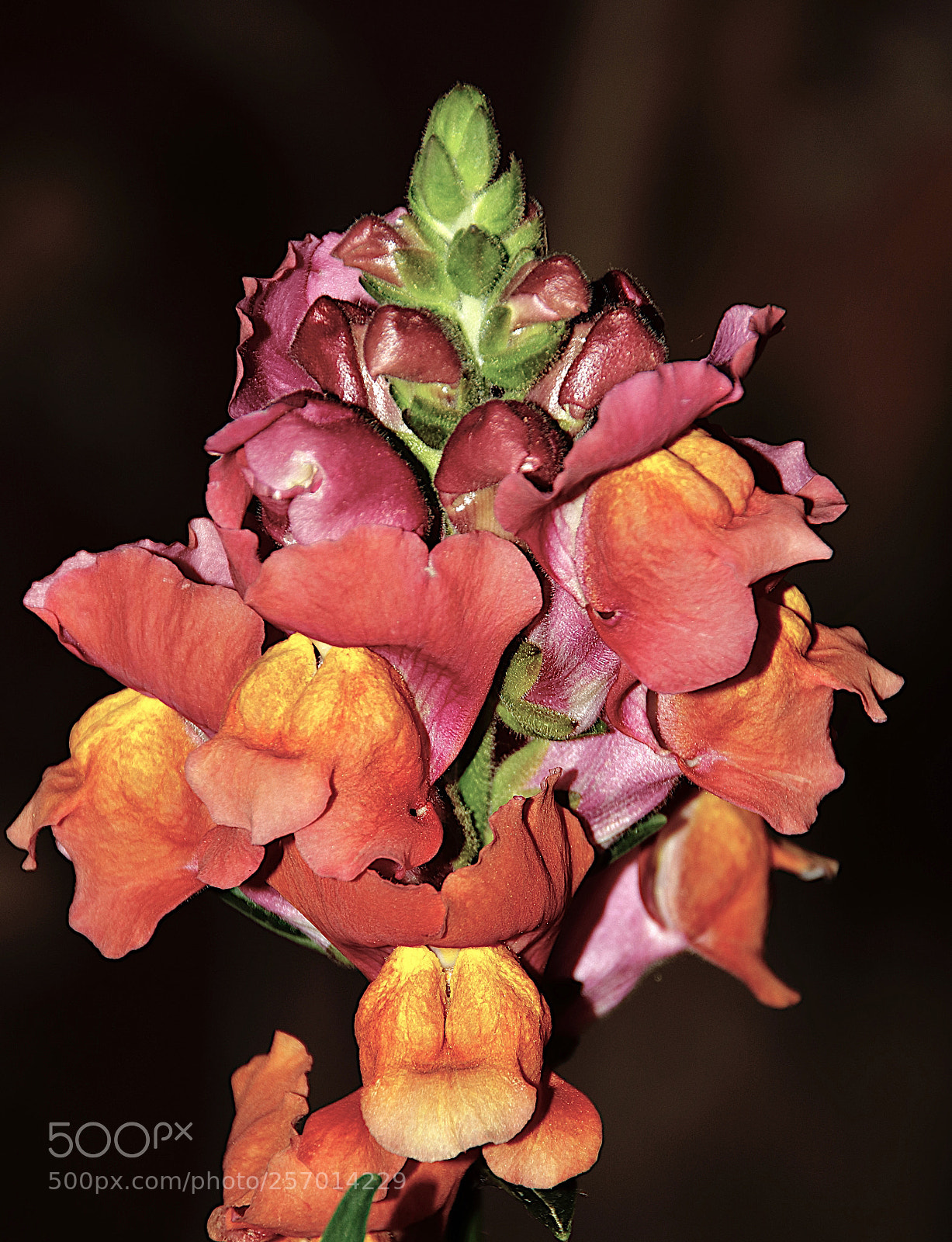 Canon EOS 80D sample photo. Flor de casa_2018_01 photography
