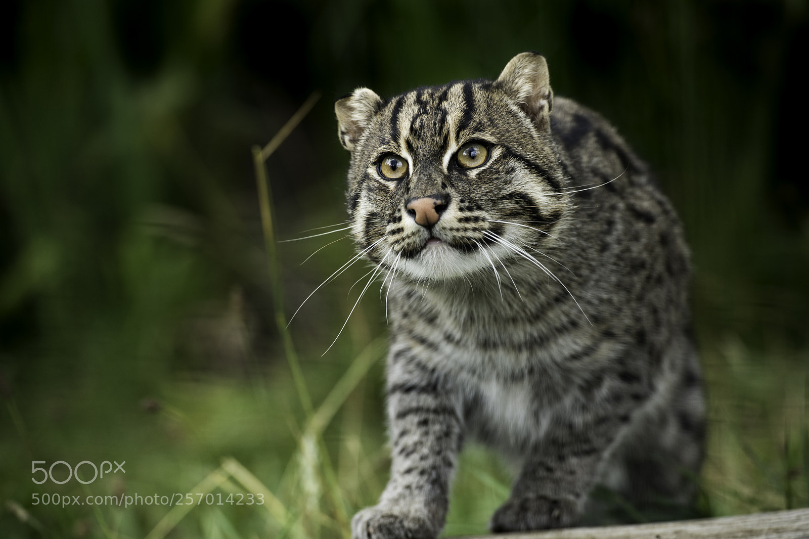 Nikon D5 sample photo. Fishing cat photography