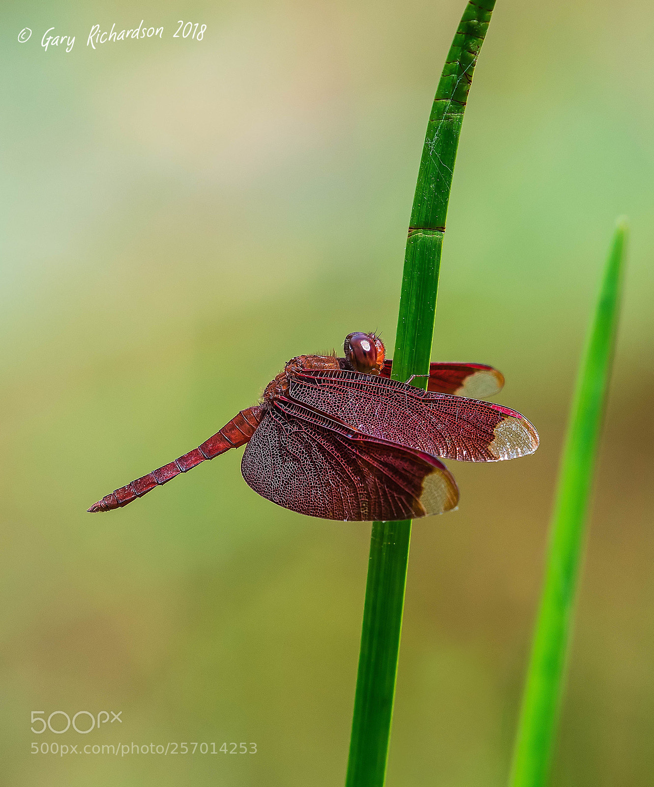 Nikon D500 sample photo. Common parasol koh chang photography