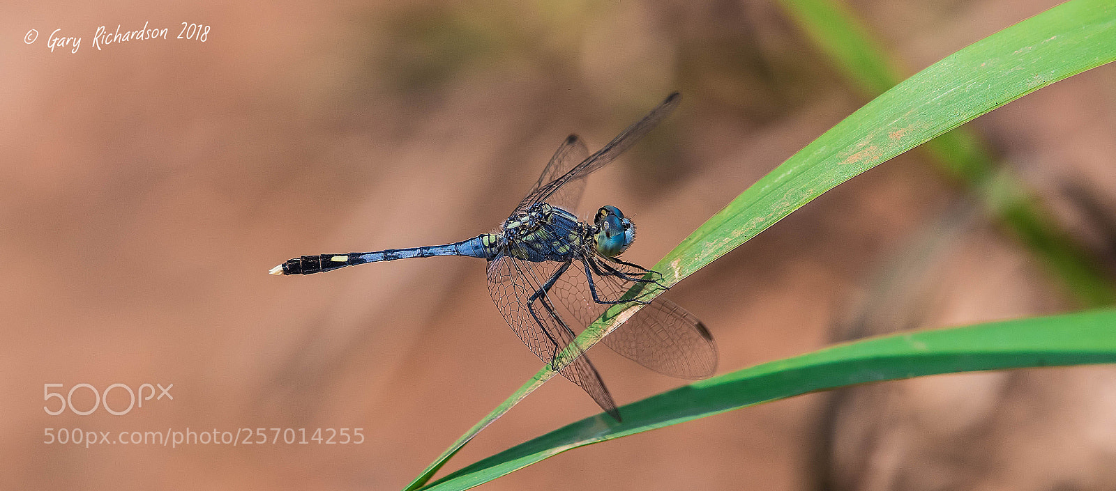 Nikon D500 sample photo. Chalky percher koh chang photography