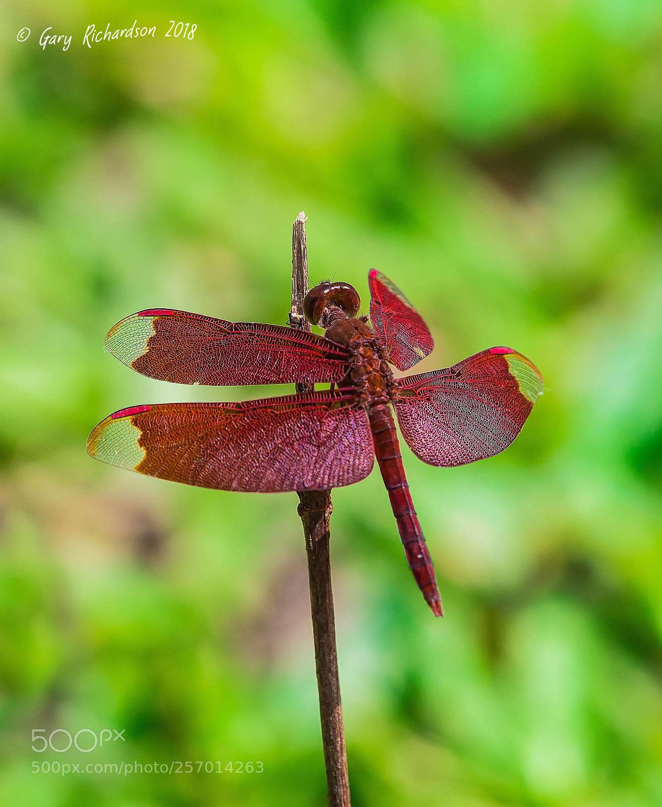 Nikon D500 sample photo. Common parasol koh chang photography