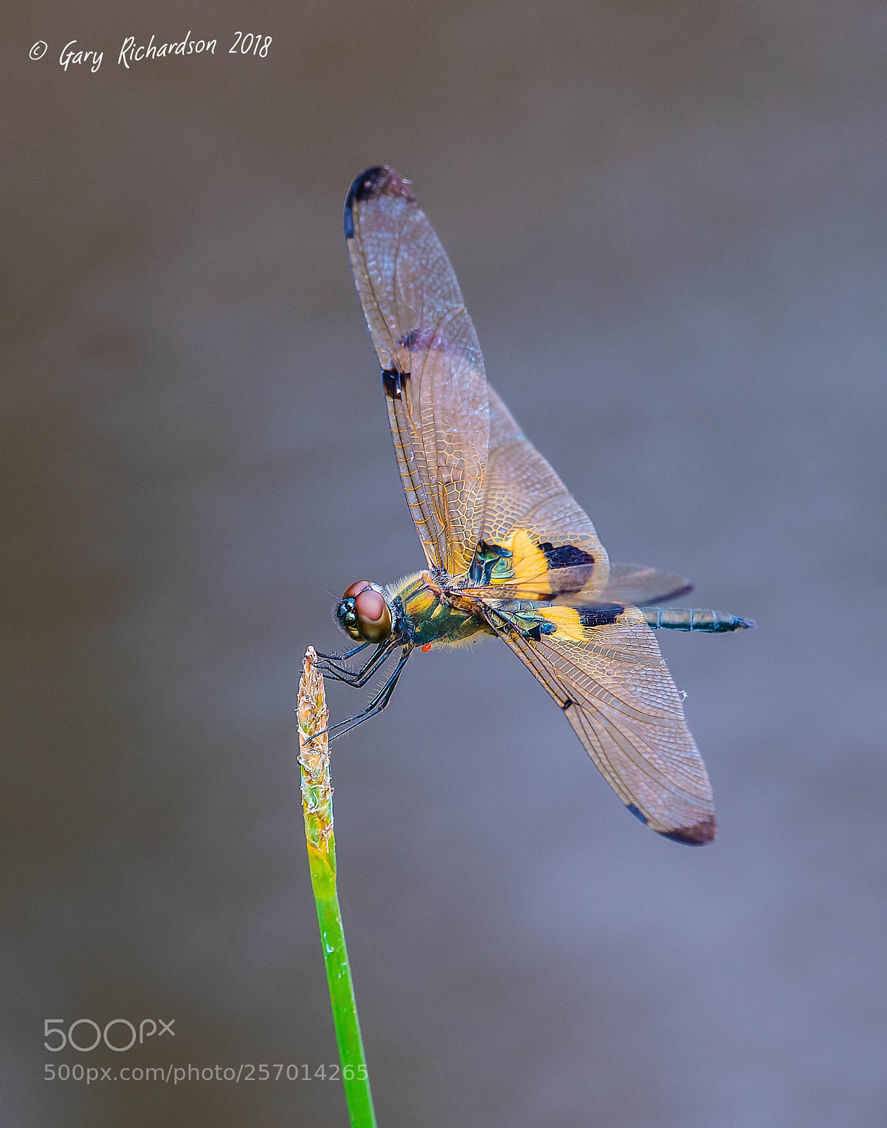 Nikon D500 sample photo. Common picture wing koh photography
