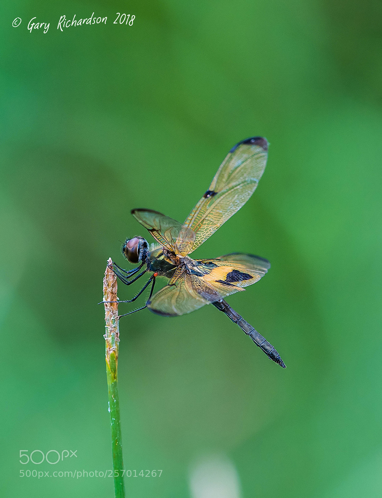 Nikon D500 sample photo. Common picture wing koh photography