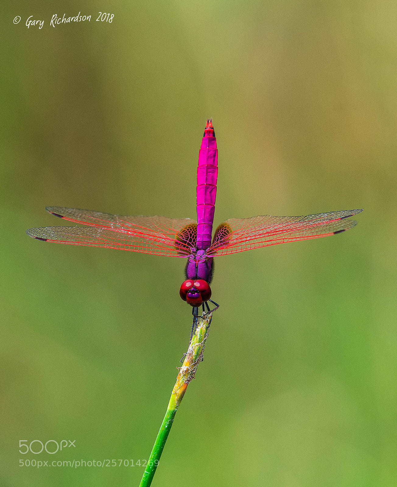 Nikon D500 sample photo. Crimson dropwing koh chang photography