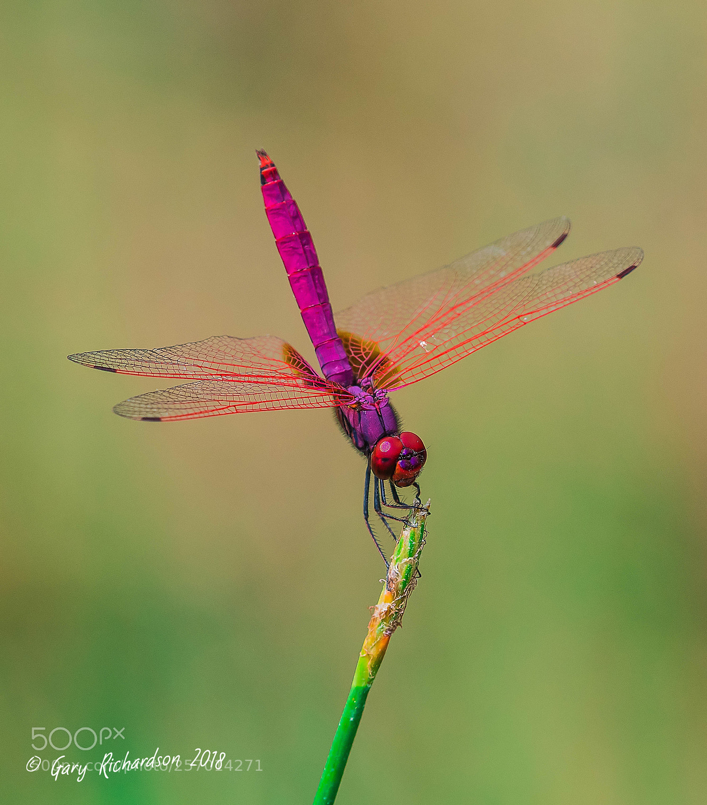 Nikon D500 sample photo. Crimson dropwing koh chang photography