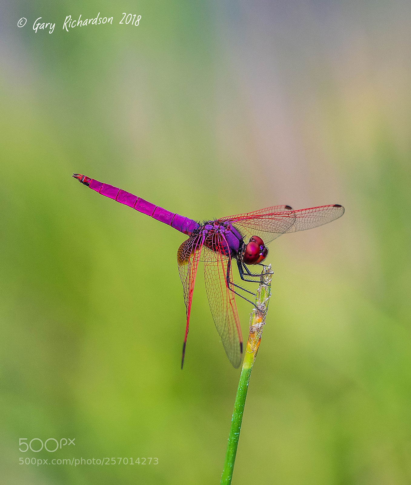 Nikon D500 sample photo. Crimson dropwing koh chang photography