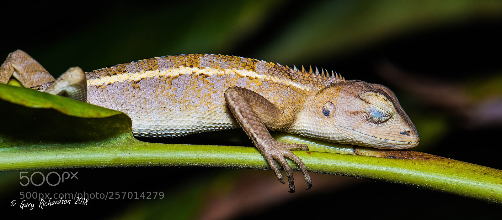 Nikon D810 sample photo. Oriental garden lizard pak photography