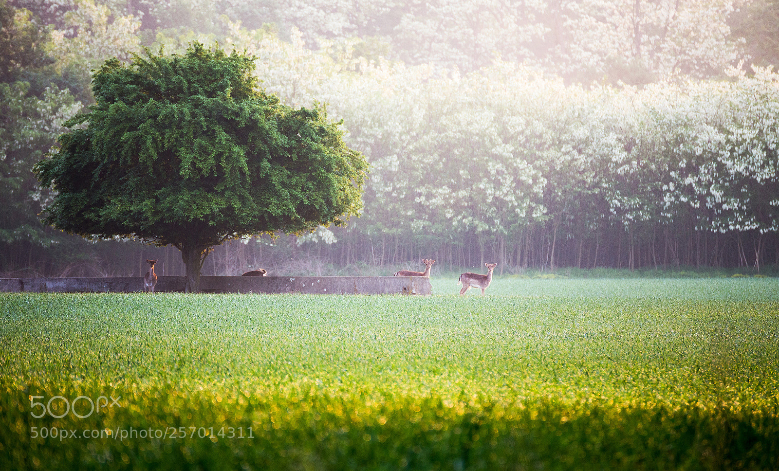 Canon EOS 6D sample photo. -in the morning light- photography
