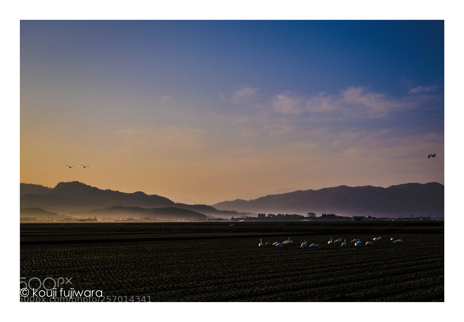 Fujifilm X-T2 sample photo. Swans...at the breakfast photography