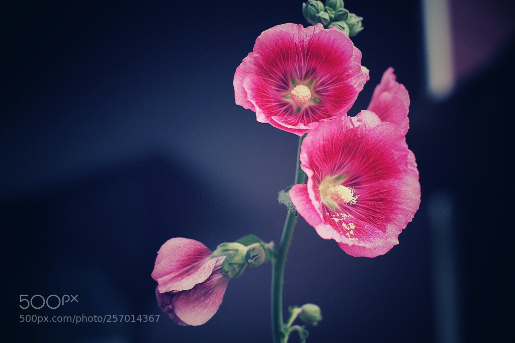 Canon EOS 5D Mark II sample photo. Untitled photography