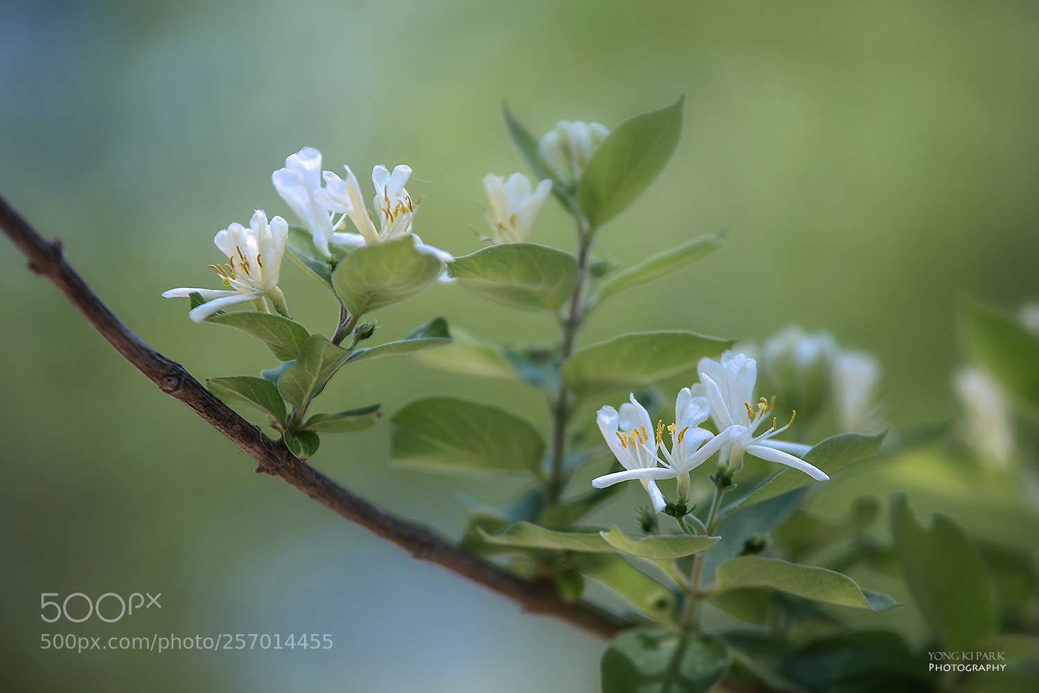 Pentax K-1 sample photo. At the garden of photography