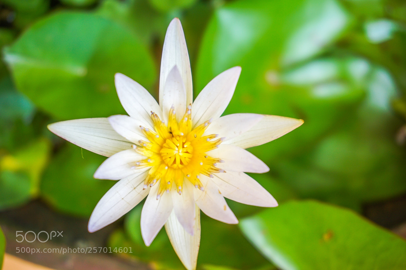 Sony a6000 sample photo. Dsc photography