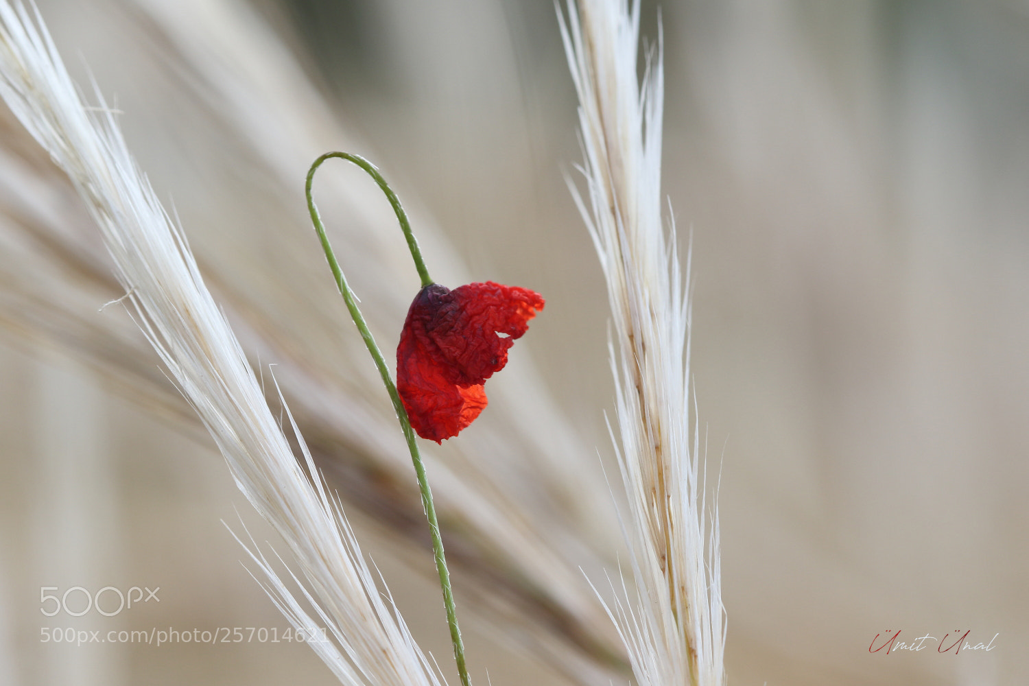 Canon EOS 7D Mark II sample photo. Withered photography