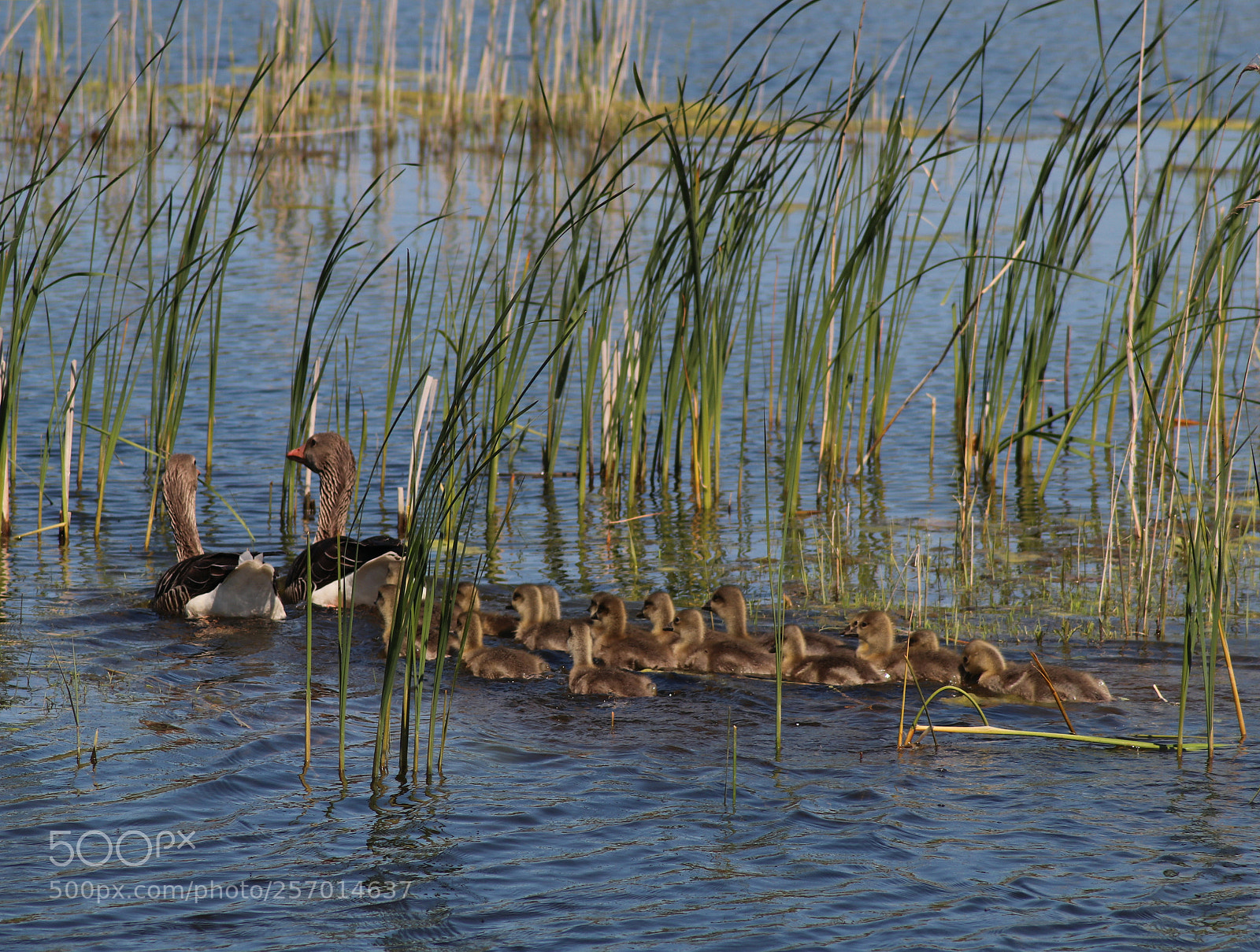 Canon EOS 80D sample photo. Family duck photography