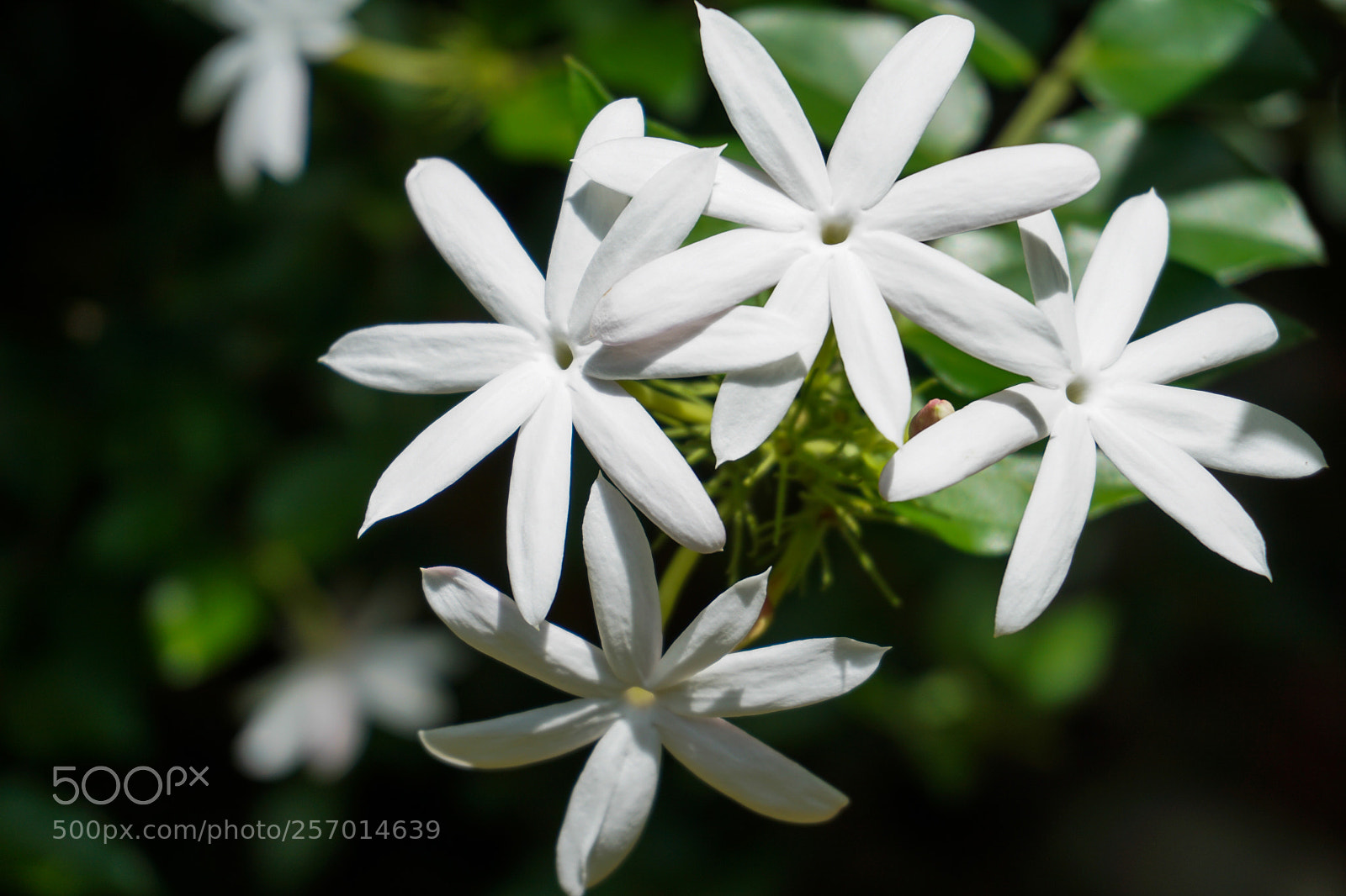 Sony a6000 sample photo. Dsc photography