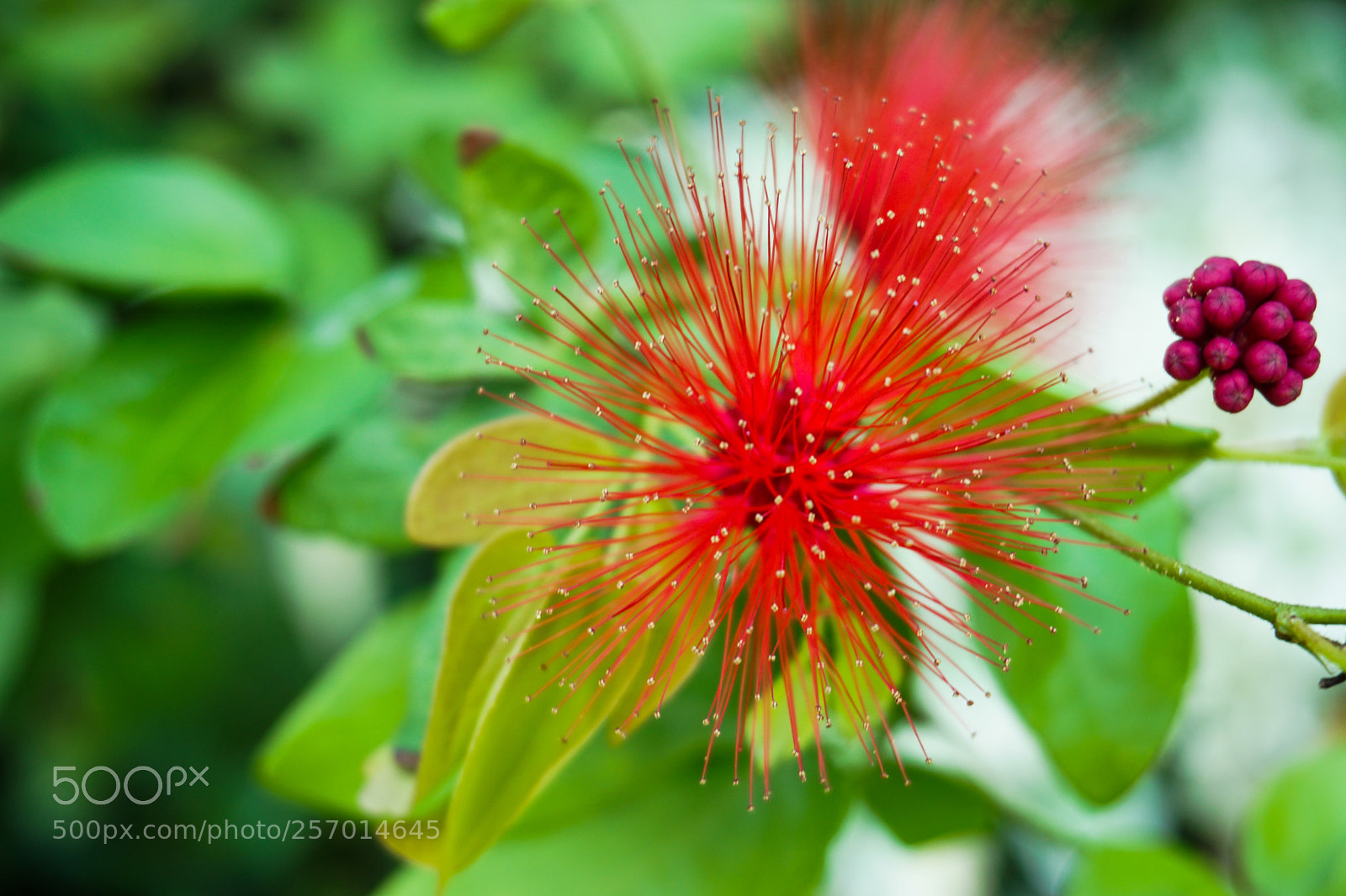 Sony a6000 sample photo. Dsc photography