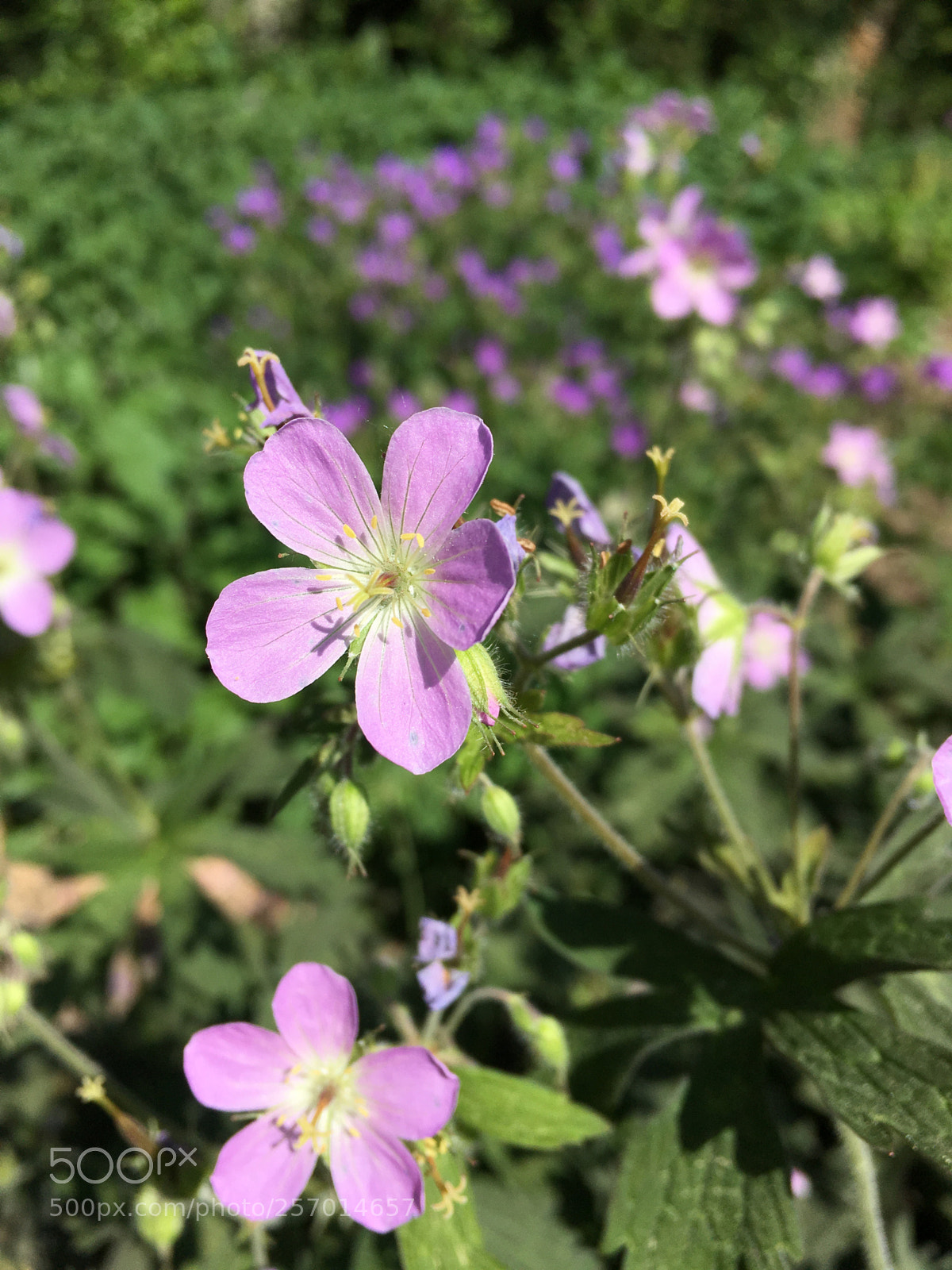 Apple iPhone 6s sample photo. Untitled photography