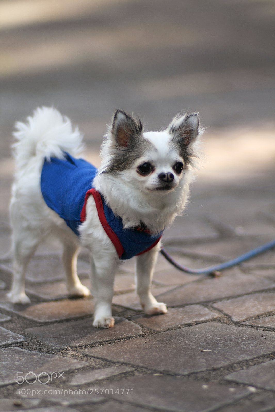 Canon EOS 7D + Canon EF 50mm F1.8 II sample photo. Dog photography