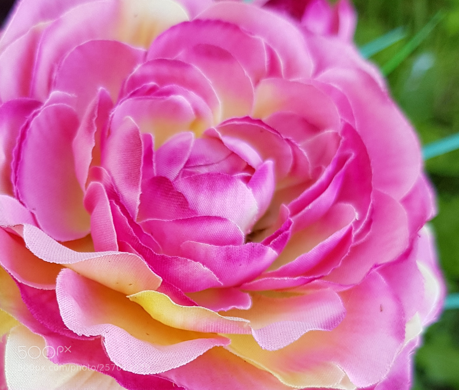 Samsung Galaxy S8 sample photo. Pink and yellow. photography