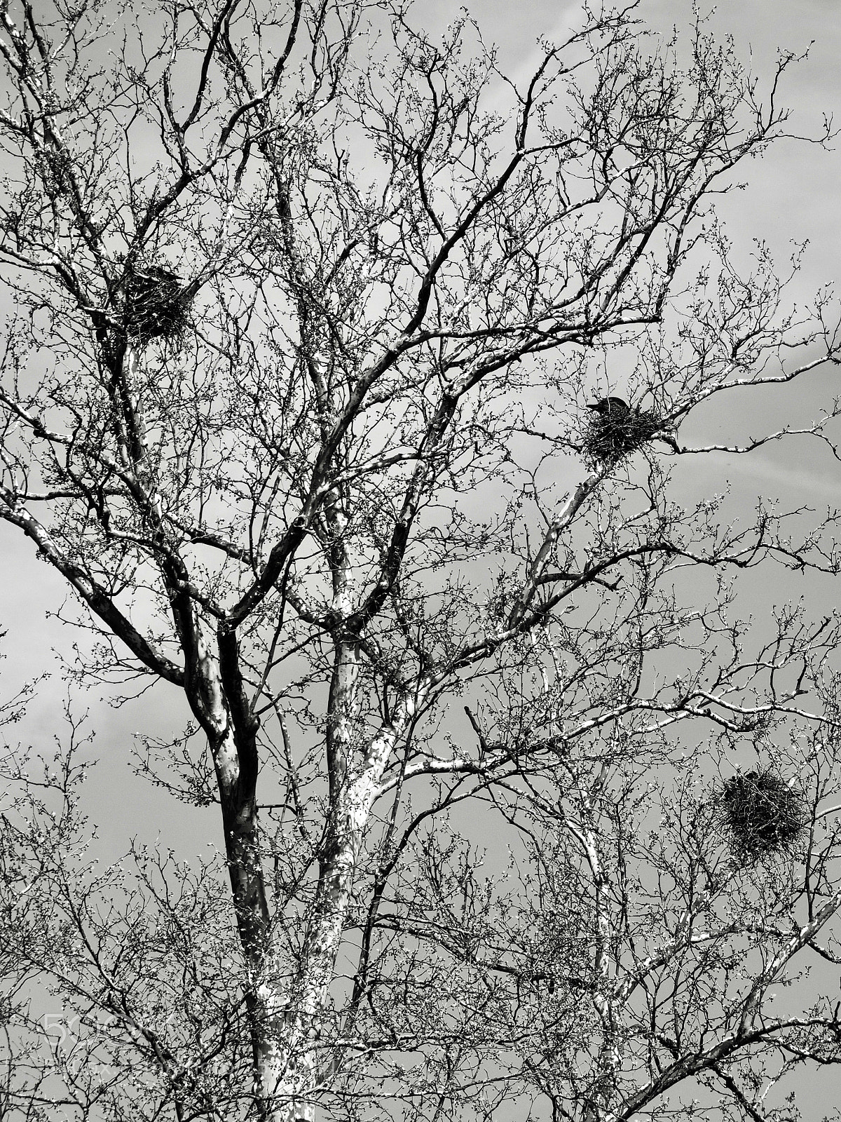 Olympus OM-D E-M10 II sample photo. Three nests photography