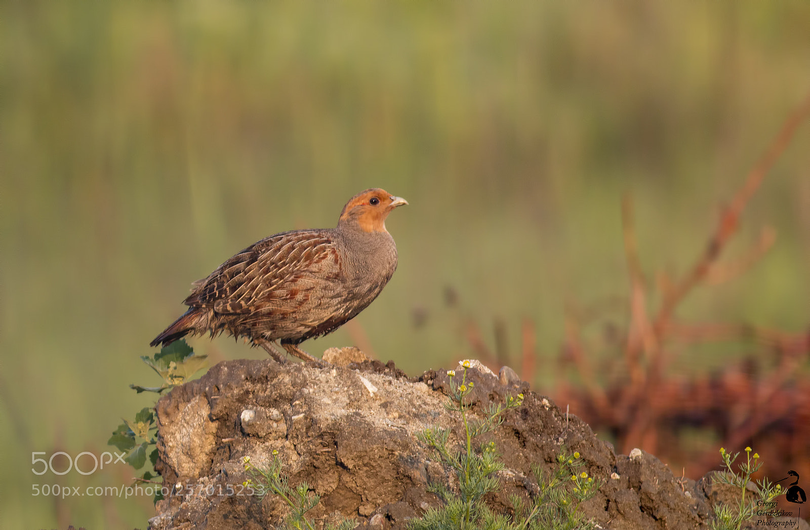 Canon EOS 70D sample photo. Common partridge photography