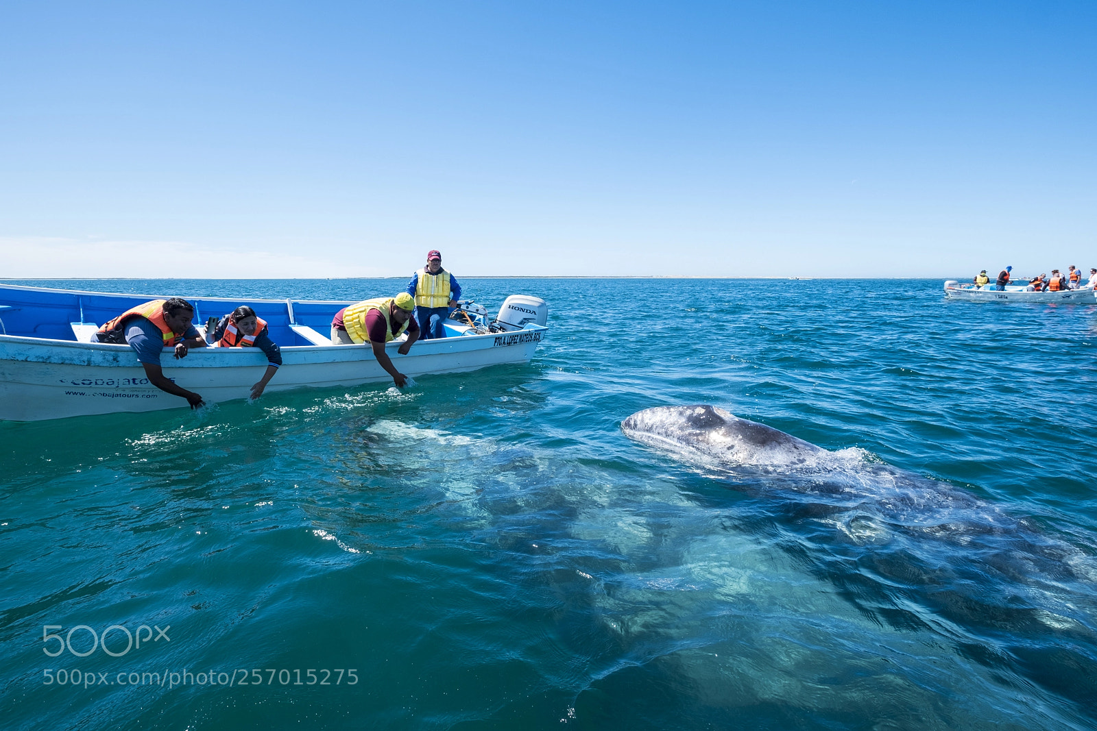 Fujifilm X-T2 sample photo. Wildlife in mexico photography
