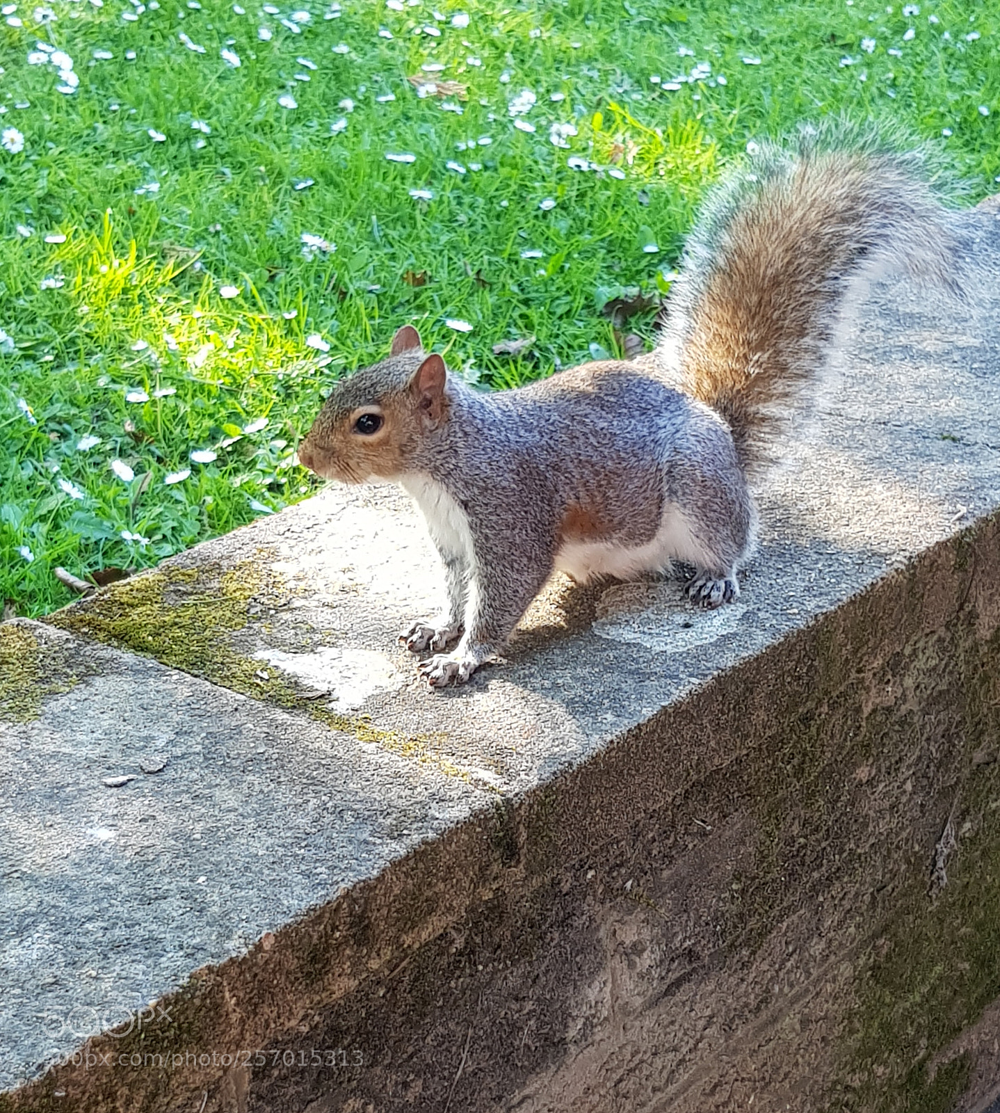 Samsung Galaxy S8 sample photo. The bravest one. photography