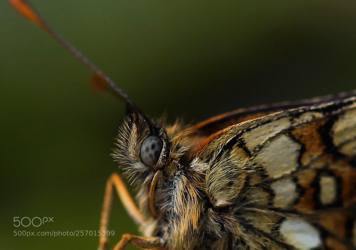 Canon EOS 5D Mark II sample photo. Img photography