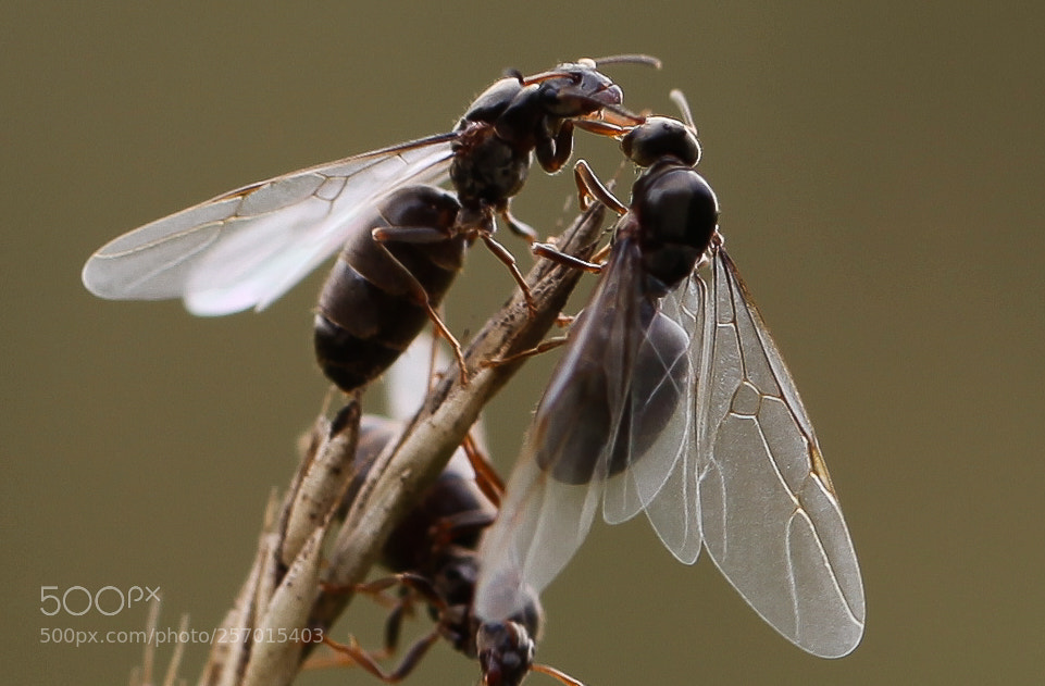 Canon EOS 5D Mark II sample photo. Img photography