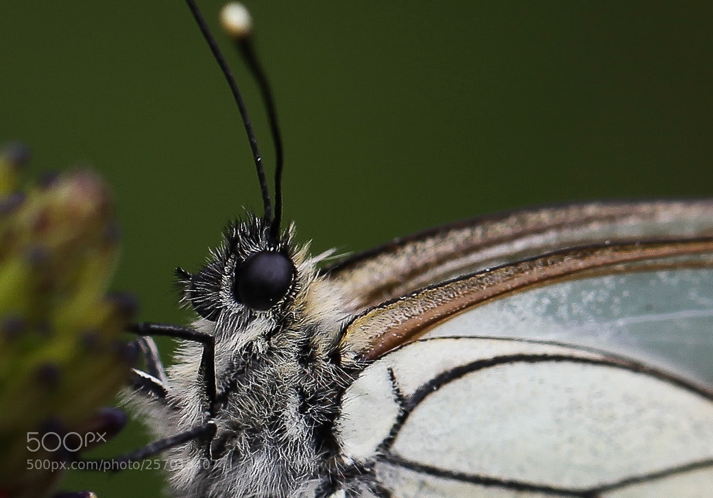 Canon EOS 5D Mark II sample photo. Img photography