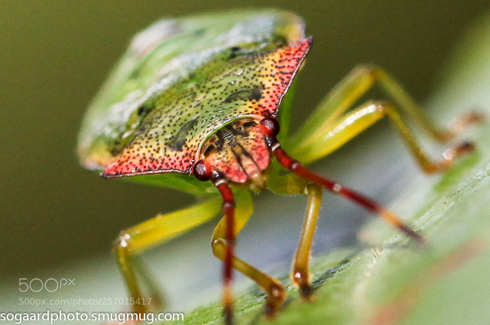 Canon EOS 5D Mark II sample photo. Img photography