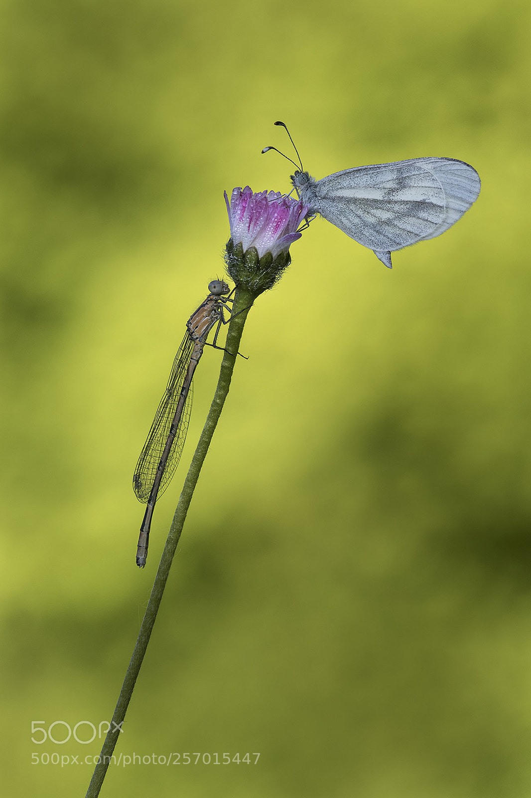 Canon EOS 7D Mark II sample photo. Butterfly with damsel-fly photography
