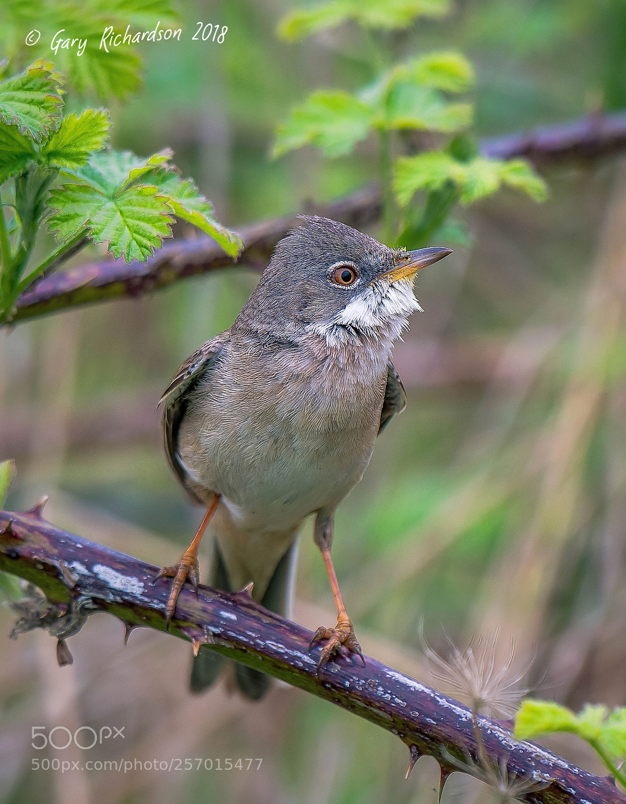 Nikon D500 sample photo. Whitethroat photography