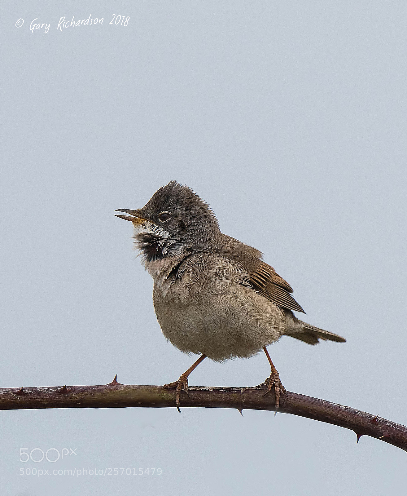 Nikon D500 sample photo. Whitethroat photography