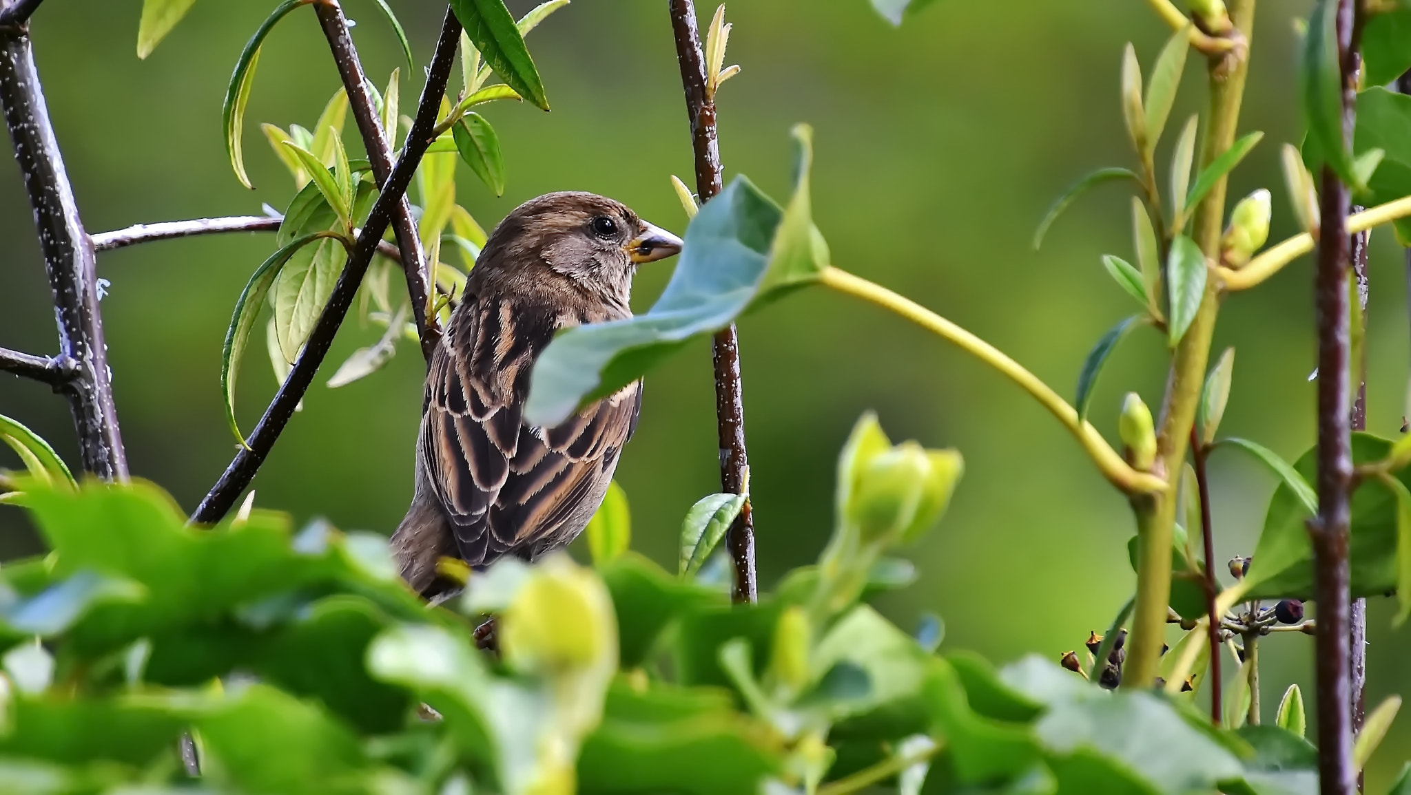 Nikon D7200 sample photo. So rare to see them..... photography