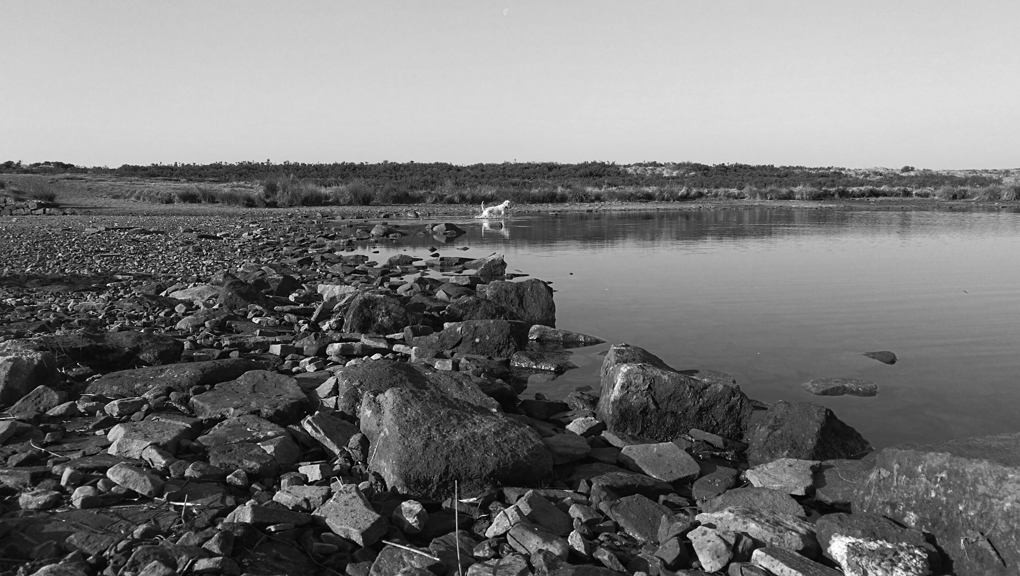 HUAWEI Honor 8 sample photo. Reservoir dog photography