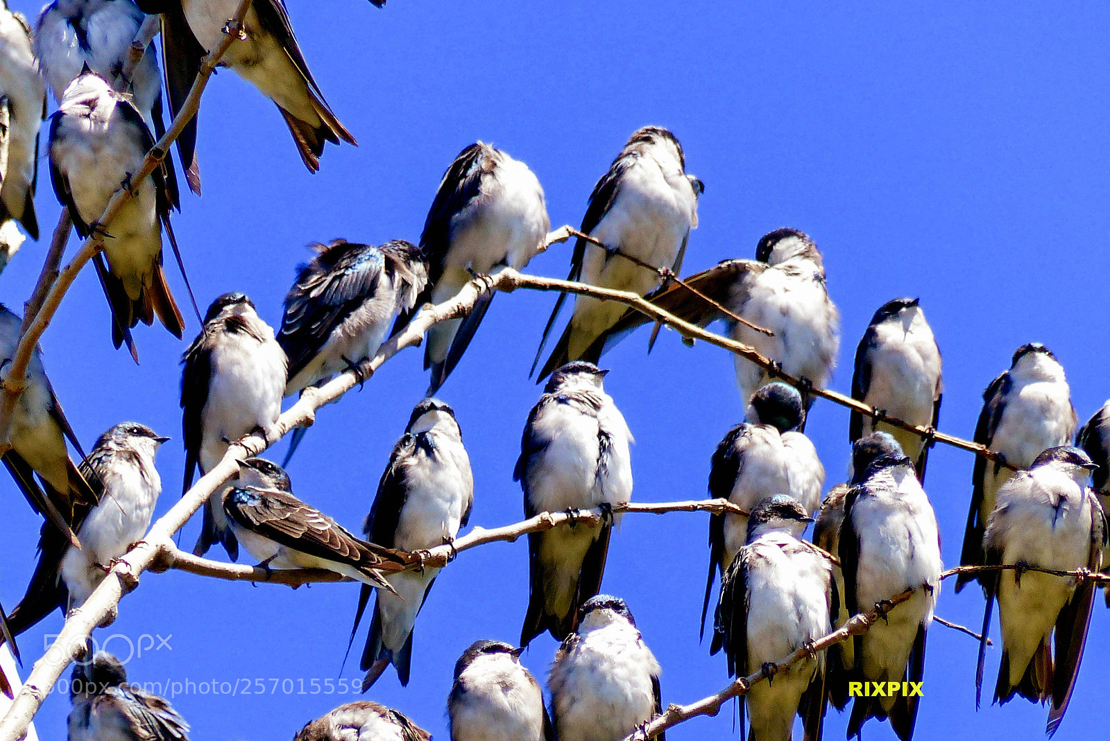 Panasonic Lumix DMC-FZ200 sample photo. Tree of seallows photography